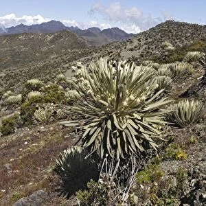 Frailejone. Pico de Aguila (Eagle's Peak) National Park. Sierra de La Culata National Park - Andes - Venezuela