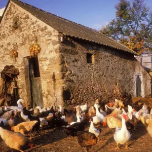 Chickens