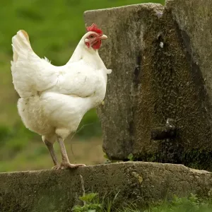 Free Range Chicken. France