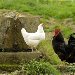 Free Range Chickens. France