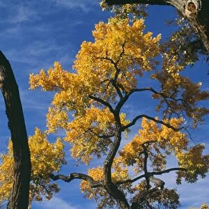 Fremont's Cottonwood Tree - in Autumn colour West USA into Mexico