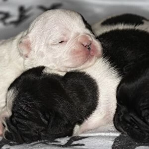 French Bulldog - one week old puppies