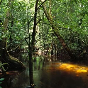 French Guiana Forest