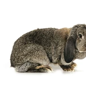 French Lop Rabbit ( agouti )