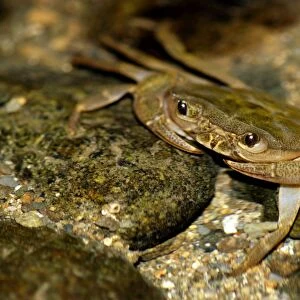 Fresh-water crab (unidentified) waits for prey to come with the current in a small stream in primary rainforest of river Danum valley, Sabah, Borneo, Malaysia; night in June. Ma39. 3313