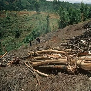 Freshly felled trees awaiting charcoal burning in Aberdares Kenya
