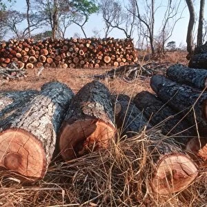 Freshly felled trees inmiombo woodland awaiting charcoal burning in forest reserve near Lusaka Zambia