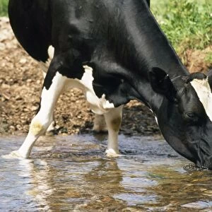 Friesian Cow - drinking from river