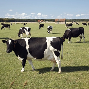 Friesian dairy cattle on meadow, Texel Island, Holland