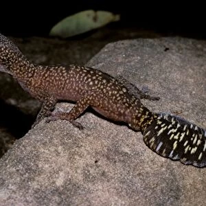 Fringe-toed velvet gecko