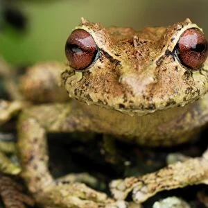 Frog - Colon - Departamento Putumayo - Colombia