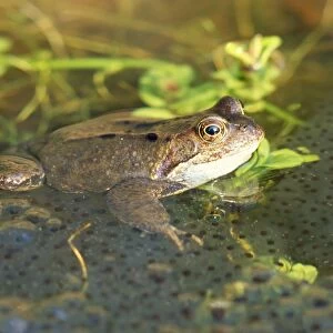Frog - with spawn in garden pond - UK