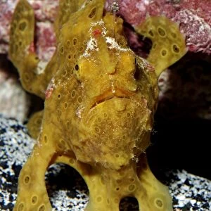 Frogfish / Angler Fish - Indo Pacific reefs