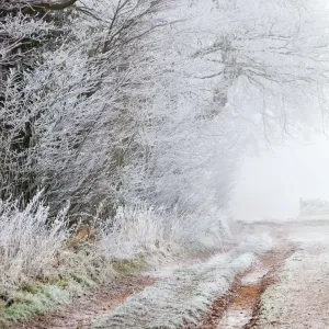 Frost on a Hedge - winter - UK Frost on a Hedge - winter - UK