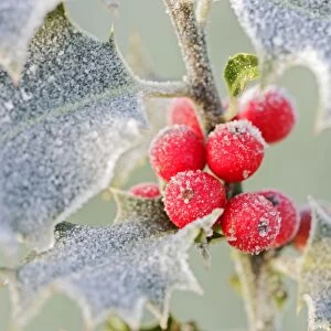 Frost on Holly 003058