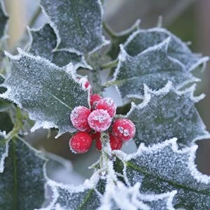 Frost on Holly leaves