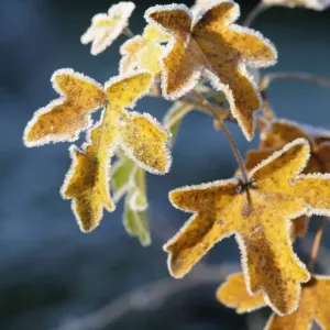 Frost on Sycamore leaves Frost on Sycamore leaves