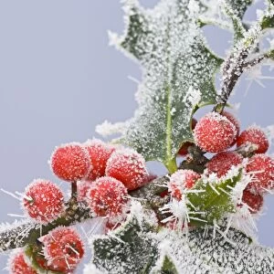 Frosted holly and berries 003393