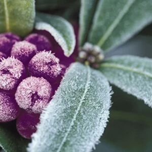 Frosted skimmia japonica with colour change to plum