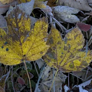 Frosted sycamore leaves Frosted sycamore leaves