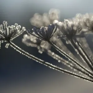 Frosted Wild Carrot - seedhead