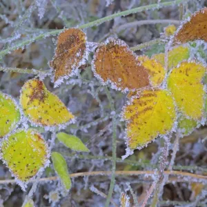 frosty leaves colourful turned blackberry leaves in autumn Baden-Wuerttemberg, Germany frosty leaves colourful turned blackberry leaves in autumn Baden-Wuerttemberg, Germany