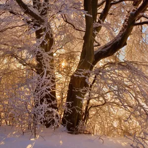 Frosty Winter Scene - snow-covered landscape with the sun shining through the branches of a thickly frost covered tree - Swabian Alb - Baden-Wuerttemberg - Germany