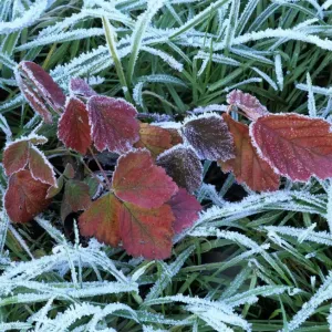 Frozen grass and leaves colourful autumn leaves of blackberry and grass covered with frost Baden-Wuerttemberg, Germany Frozen grass and leaves colourful autumn leaves of blackberry and grass covered with frost Baden-Wuerttemberg, Germany