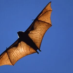 Fruit Bat Madagascar