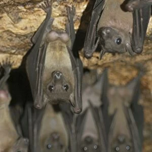 Fruit Bats - males hanging upside down living in rock shelter, Uganda, Africa