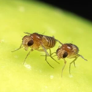 Fruit Fly Strains - brown eyes - vestigal wings