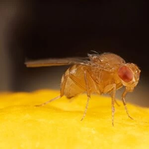 Fruit Fly - wild type - UK