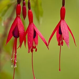 Fuchsia - widely naturalised in western Britain, from Chile/Argentina. Dorset