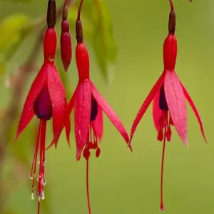 Fuchsia - widely naturalised in western Britain, from Chile/Argentina. Dorset Fuchsia - widely naturalised in western Britain, from Chile/Argentina. Dorset