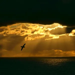 Fulmar in flight in front of spectacular lighting with sun beams breaking through heavy clouds Eshaness, Northmavine, North Mainland, Shetland Isles, UK Fulmar in flight in front of spectacular lighting with sun beams breaking through heavy clouds Eshaness, Northmavine, North Mainland, Shetland Isles, UK