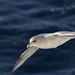 Fulmar In flight Spitzbergen