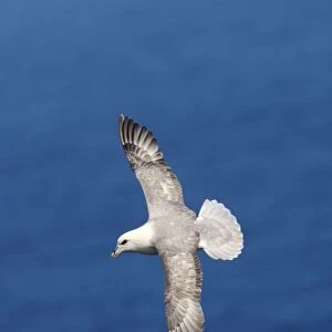 Fulmar - In flight Sumburgh Head, Shetland, UK BI010613