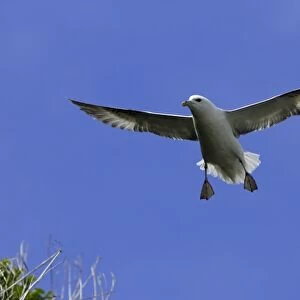 Fulmar-hovering in flight against blue sky, Northumberland UK