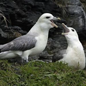 Fulmar-pair courtship displaying on coastal cliff, Northumberland UK