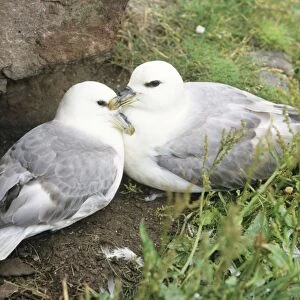Fulmar - pair at nesting site