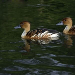 Fulvous Whisling Duck-pair swimming on lake, Washington WWT, Tyne and Wear UK