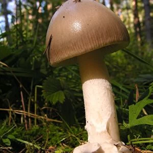 Fungi - Amanita vaginata Ligatne Forest - Latvia