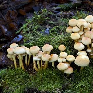 Fungi - Emerging Sulphur Tufts - Nap Wood Nature Reserve - East Sussex - October - Habitat in dense clusters on stumps of deciduous and coniferous trees- Not edible