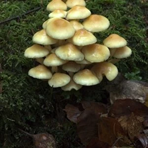 Fungi Group of Sulphur Tuft on mossy stump October Knapp Wood Nature Reserve E. Sussex, UK