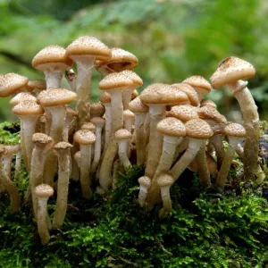 Fungi - Honey or Boot-lace Fungus - Habitat - dense clusters around trunks or stumps of deciduous and coniferous trees. This is a dangerous parasite and causes ultimate death of many trees. Kent UK - October