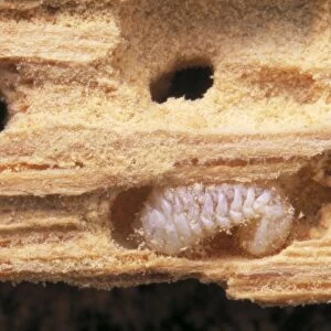 Furniture Beetle / Woodworm - Larva in damaged wood