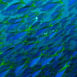 Fusiliers - swimming in great schools along the reef edge - diver in background - Fiji Fusiliers - swimming in great schools along the reef edge - diver in background - Fiji