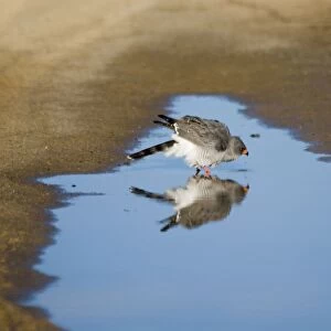 Gabar Goshawk - Drinking from rain puddle in road. Occurs throughout sub-Saharan Africa in thornbush, woodland and sub-desert scrub. Kgalagadi Transfrontier Park, Northern Cape, South Africa