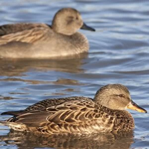 Gadwall - adult female on the water with adult male in background. England, UK