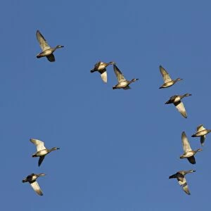 Gadwall - Flock of birds in flight. England, UK